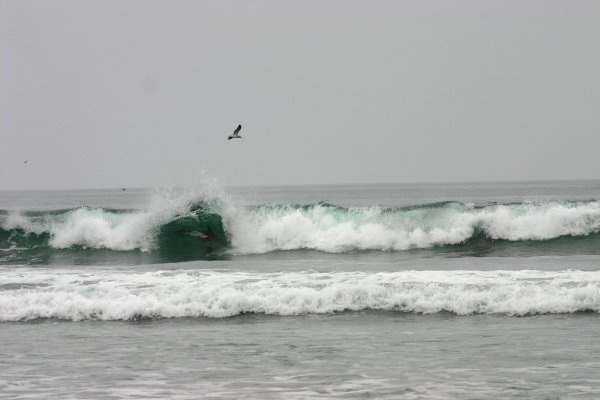 Note the dolphin in the wave